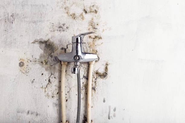 Best HVAC Mold Remediation in White City, FL