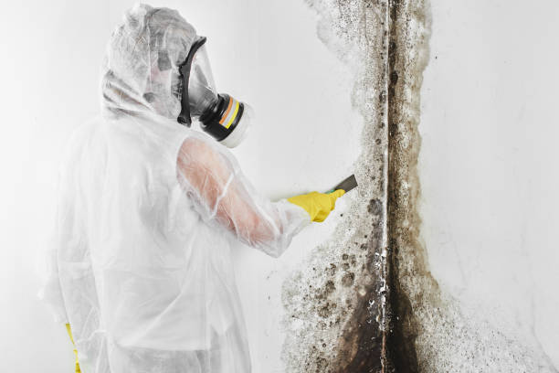 Best White Mold Remediation in White City, FL