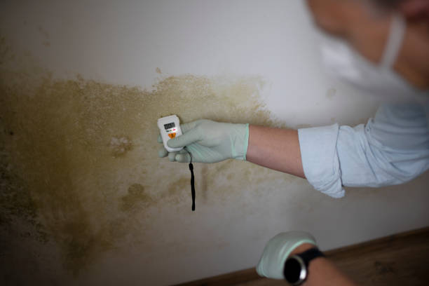 Best Health and Safety Mold Remediation in White City, FL