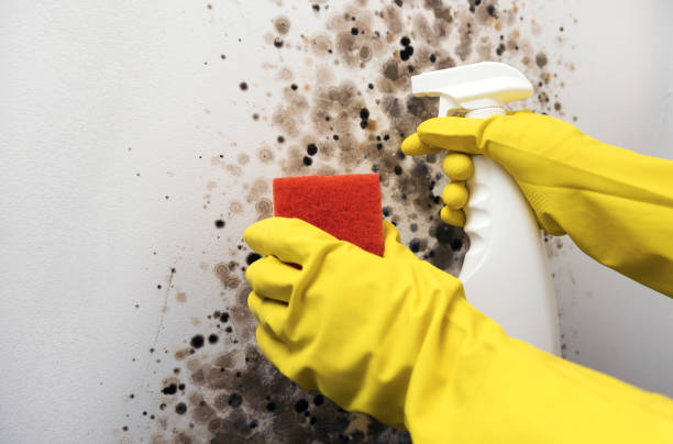 Best Insurance-Related Mold Remediation in White City, FL